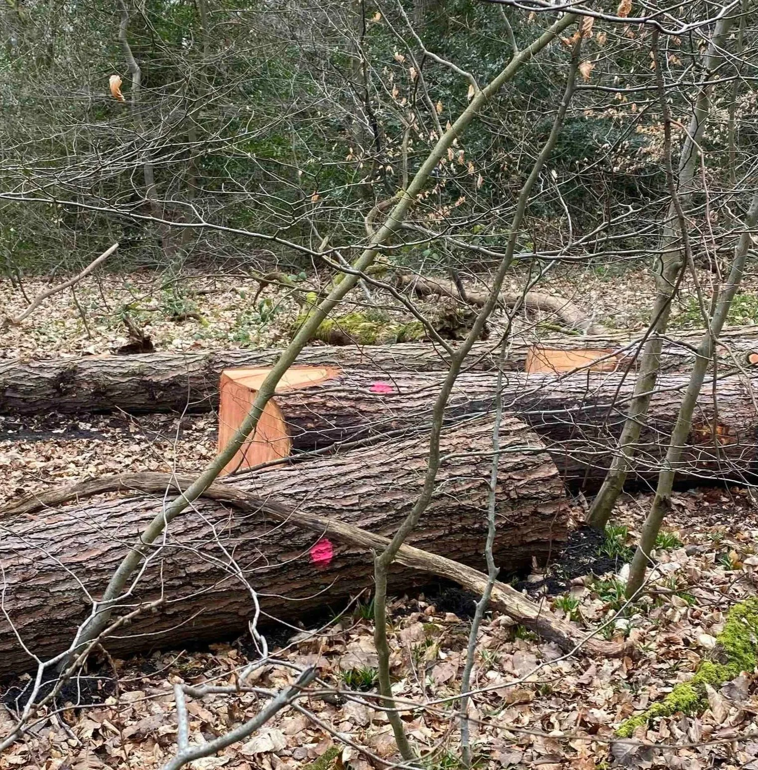 marked+felled+trees.jpg