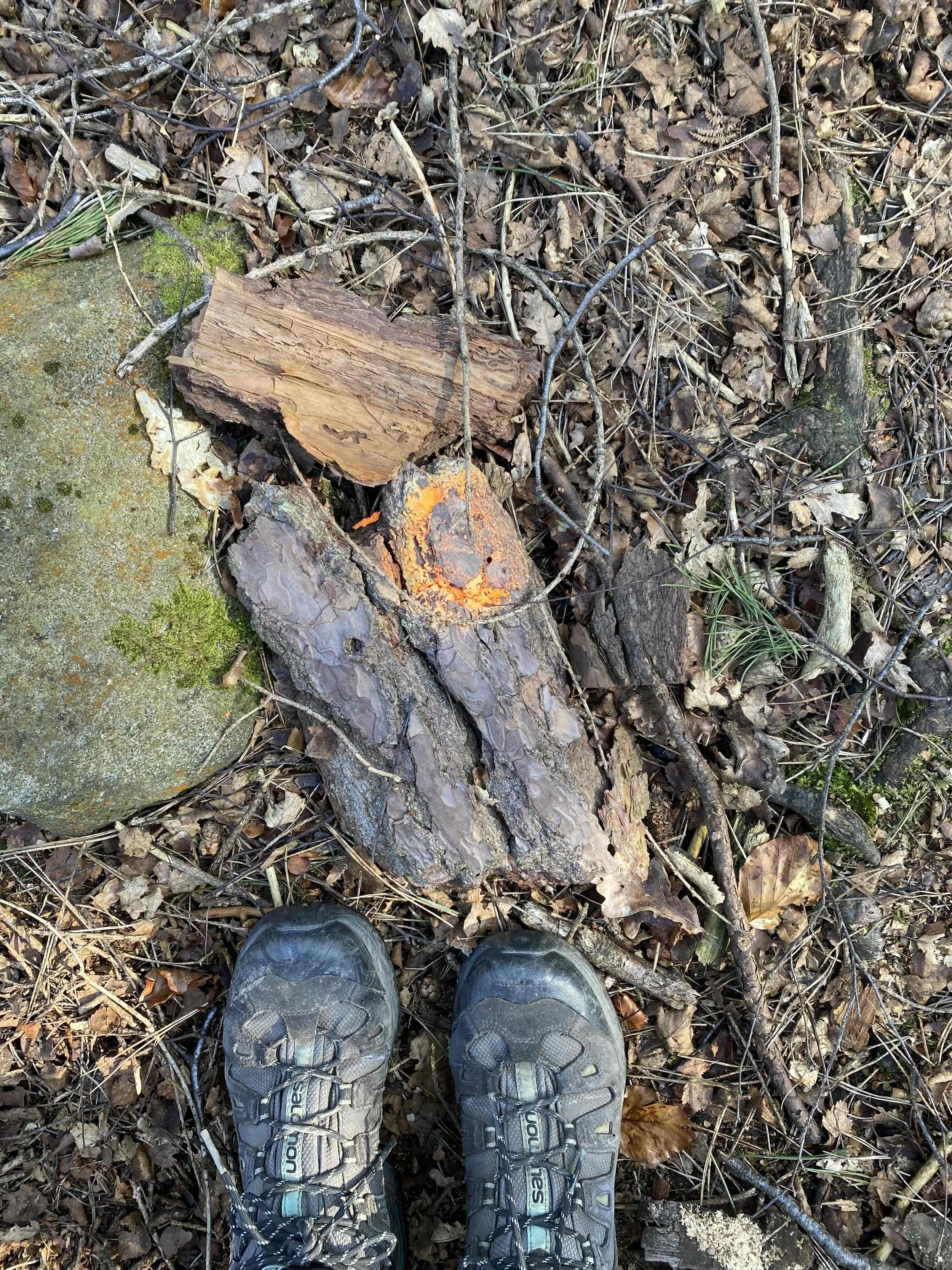 Disappearing forrest bark sample2.jpg