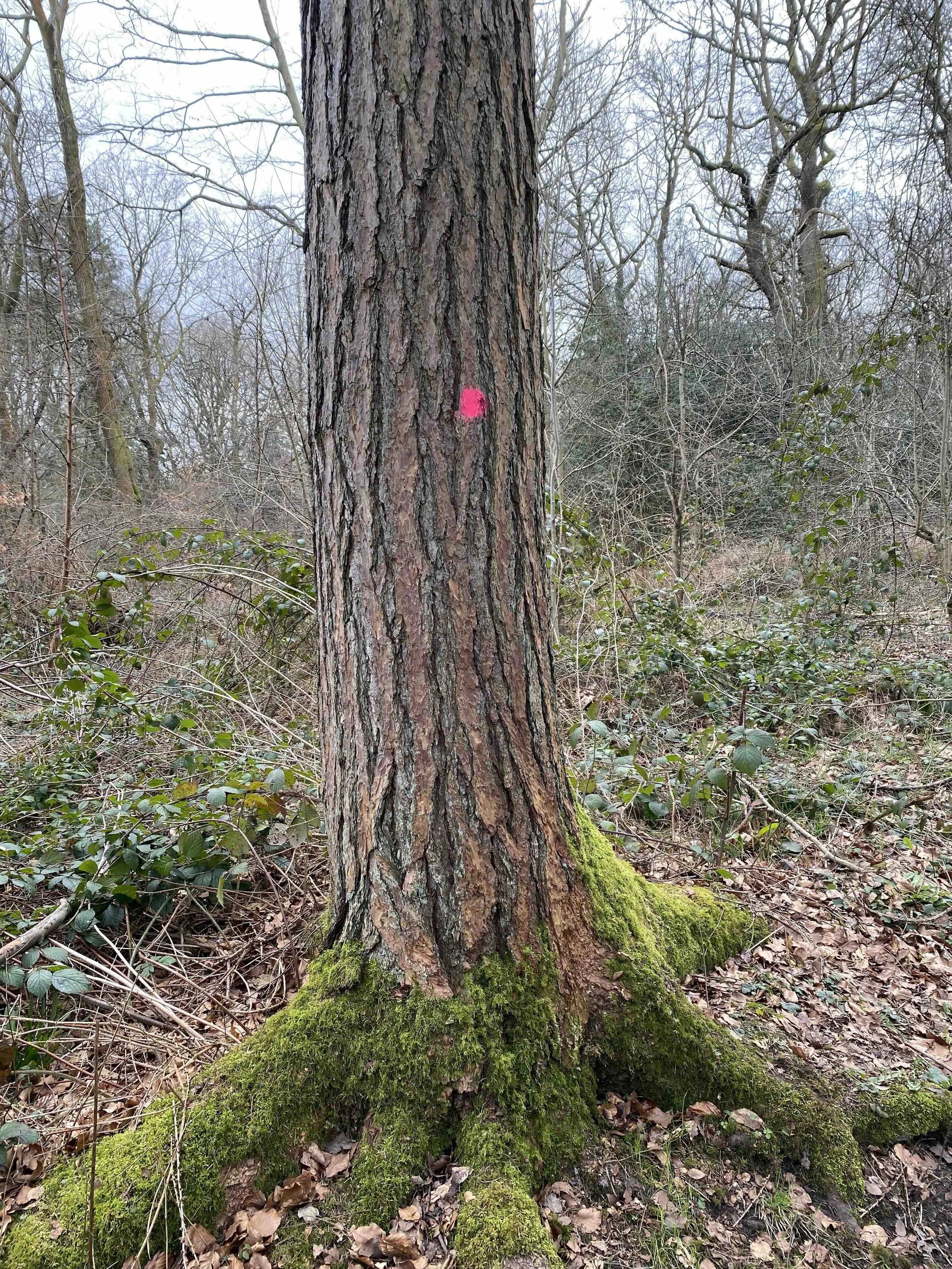 marked tree.jpg