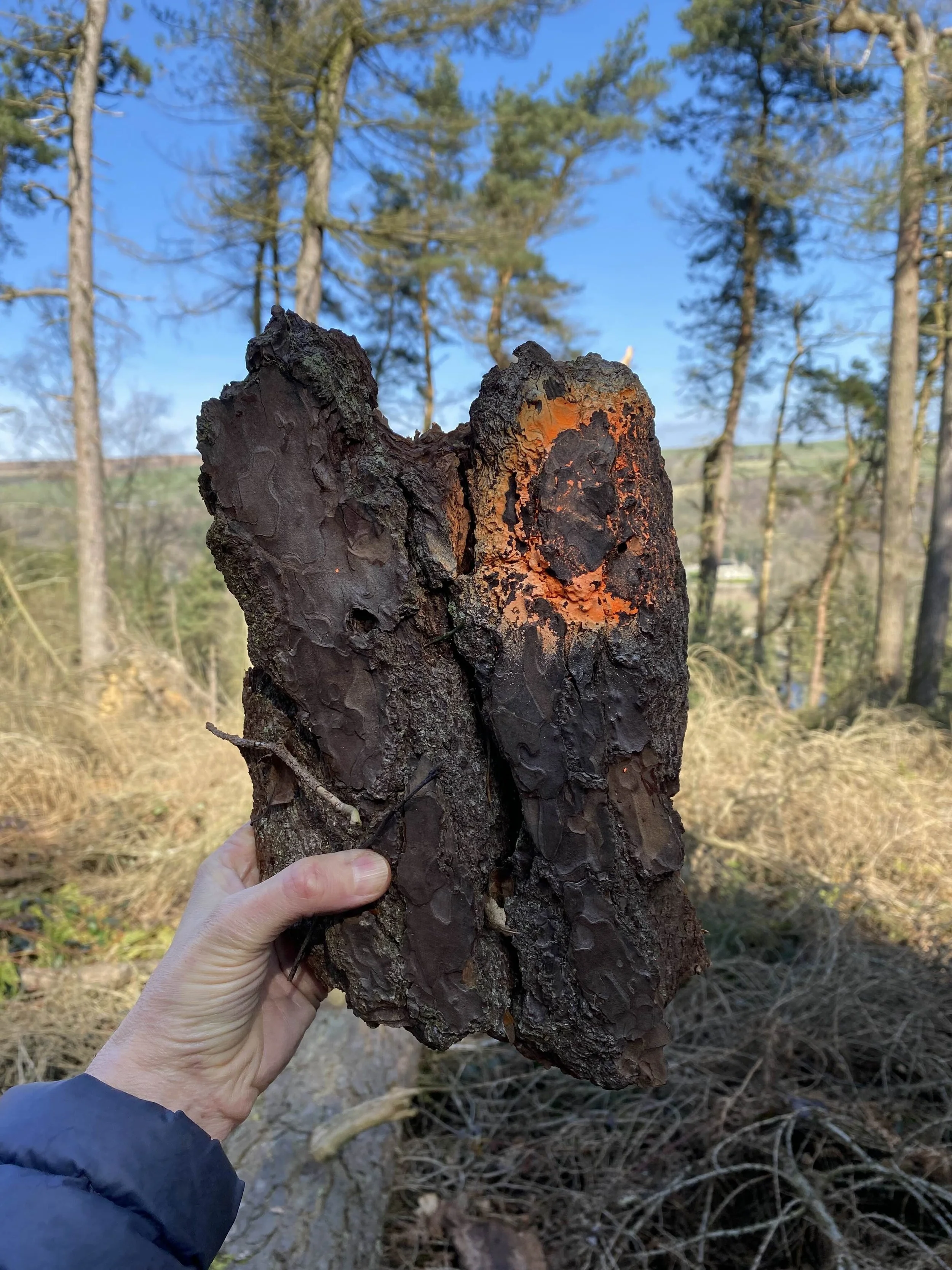 Disappearing forrest bark sample.jpg