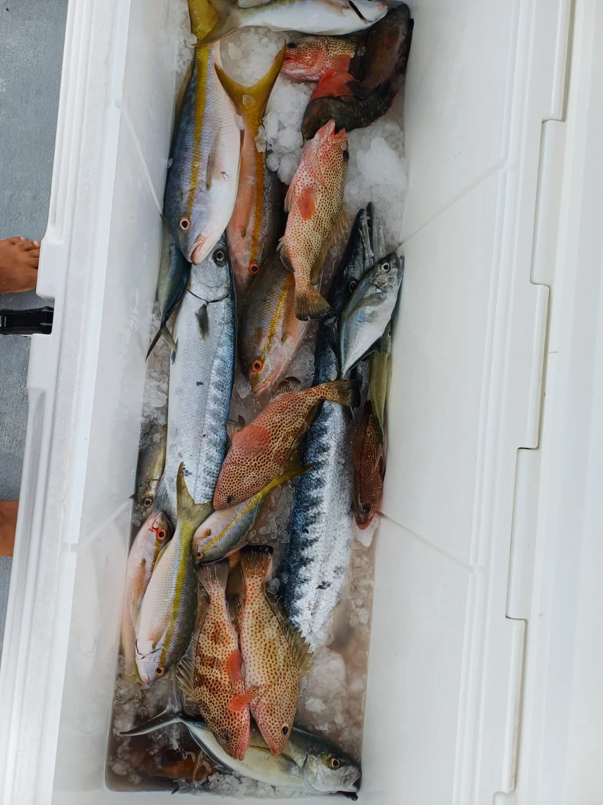 Various fresh fish on ice inside a white cooler.