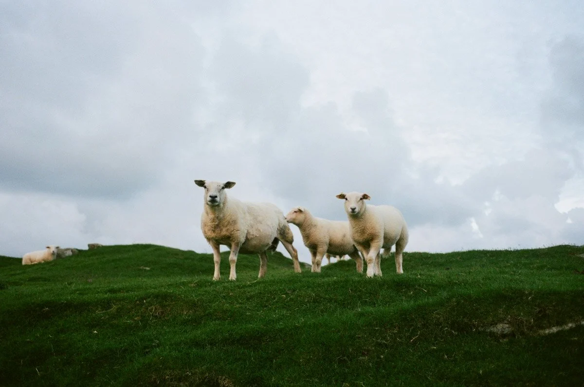 Analog Film Wedding Elopement Photographer Faroe Island