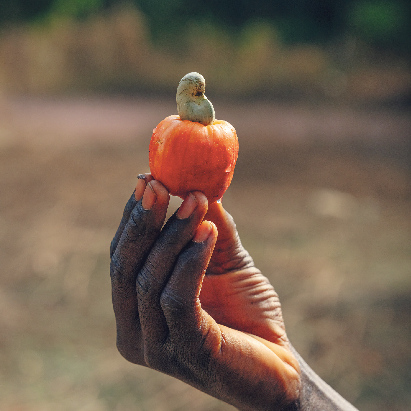 Das Paradox der Cashews