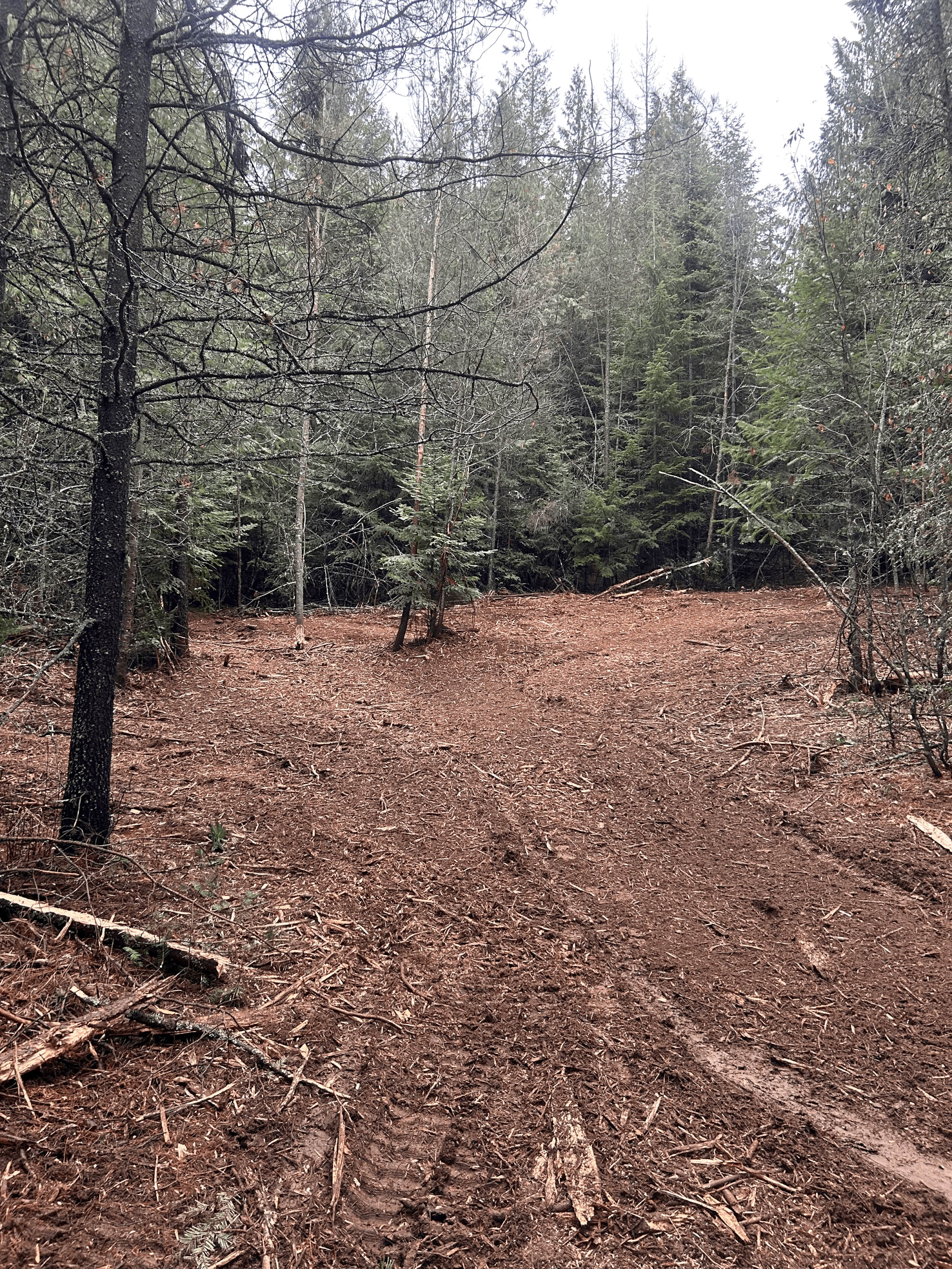 Why Forest Maintenance Can Save Your Home: The Importance of Fire Mitigation