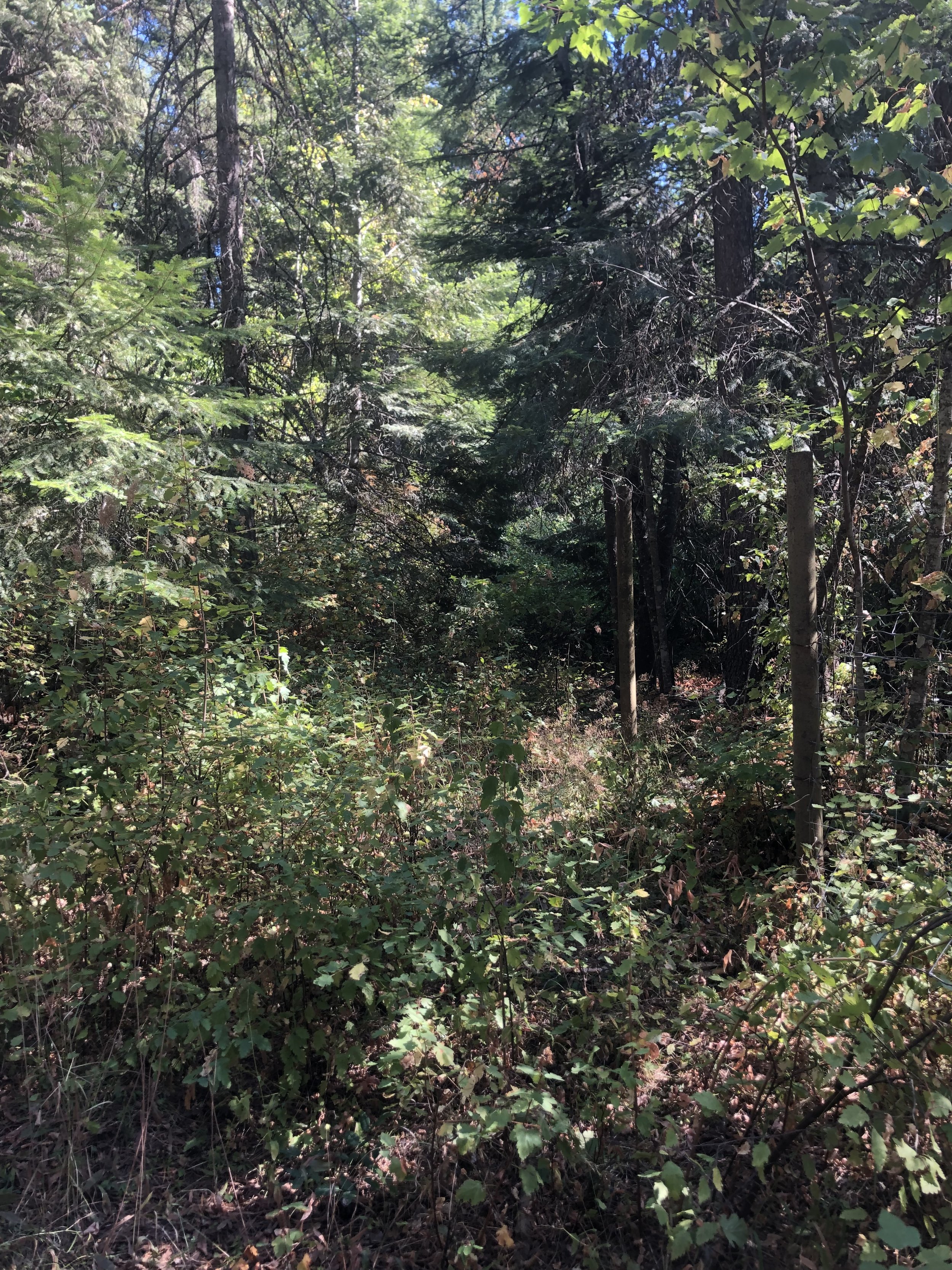 Top 5 Signs Your Forest Needs Fire Fuel Reduction