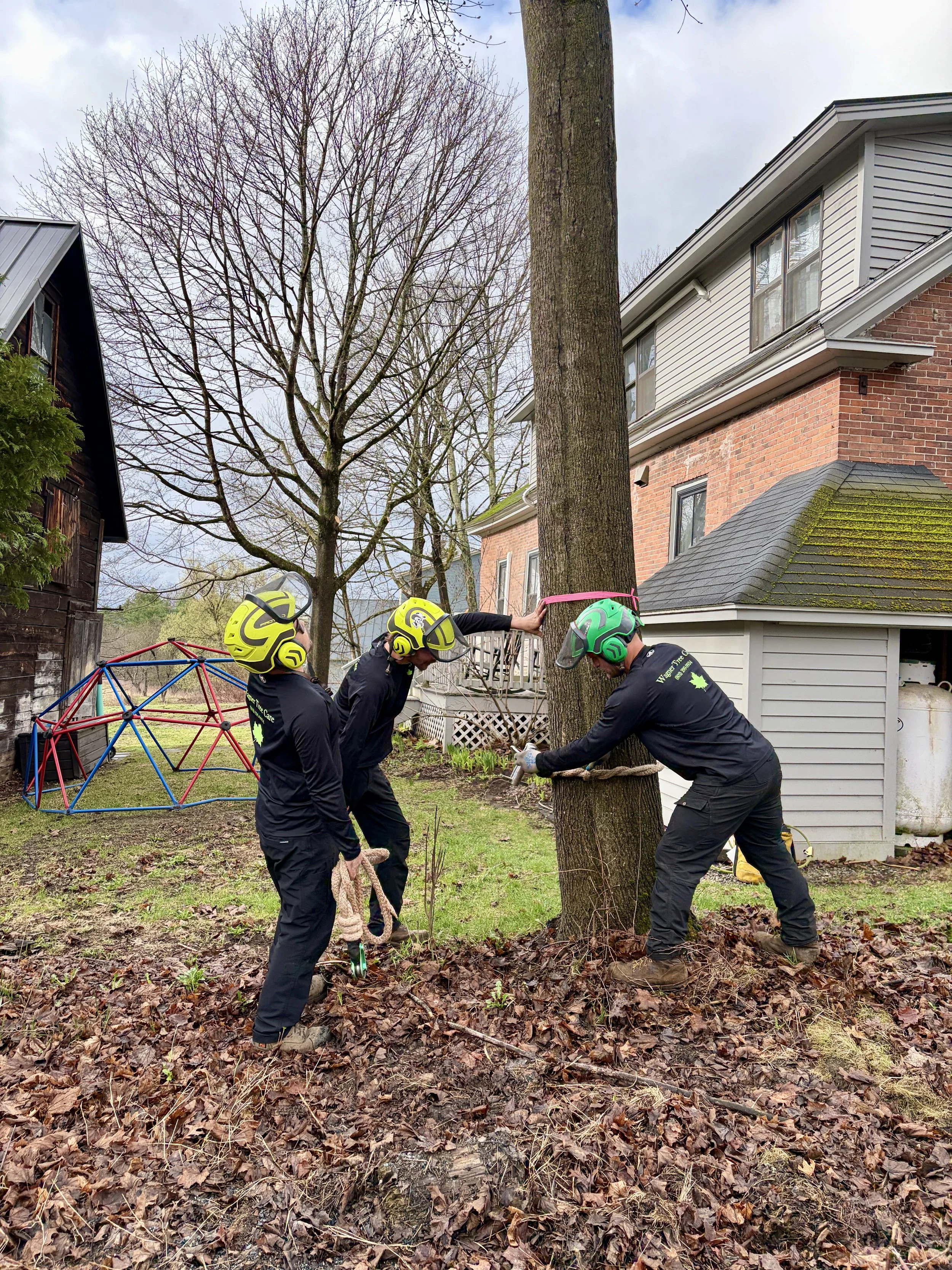 Wagner Tree Care Removal.jpg