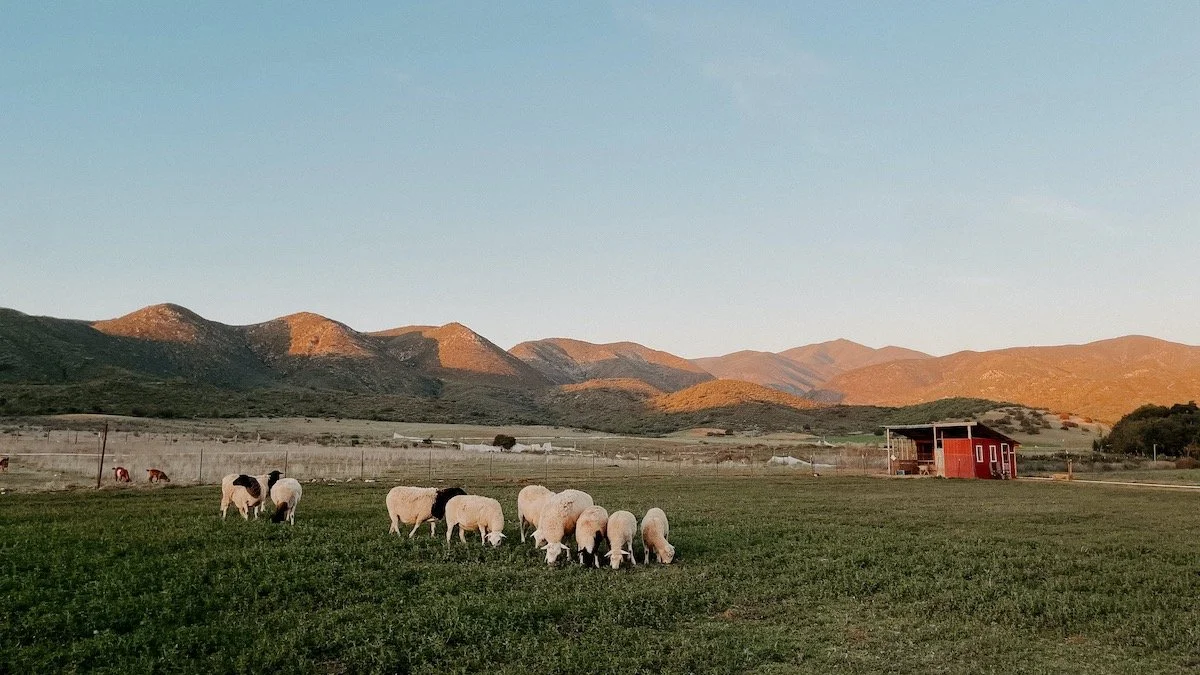 Our Partners — YWAM Rancho Abierto