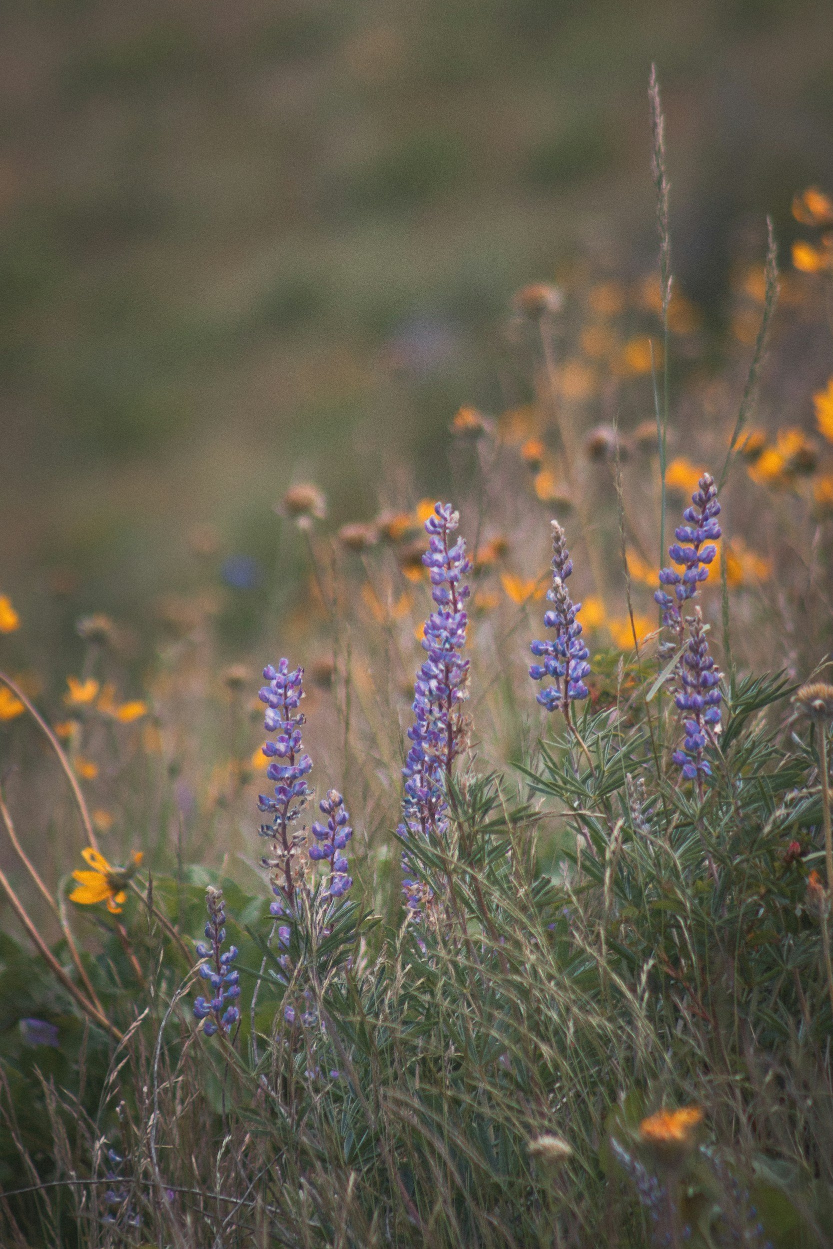 unsplash-image-k5GTSD7fQHM.jpg