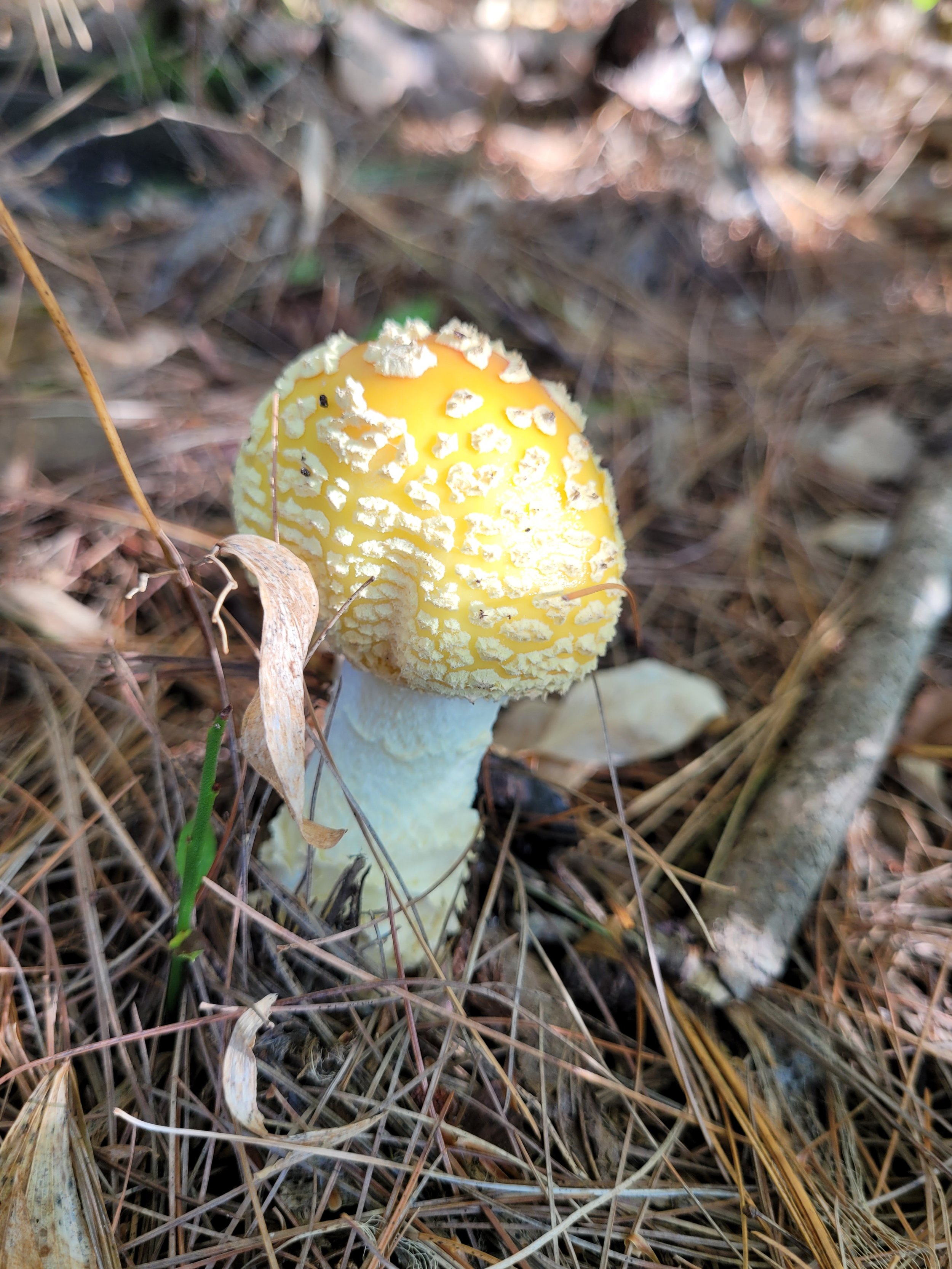 Needle Felting a Mushroom Picture