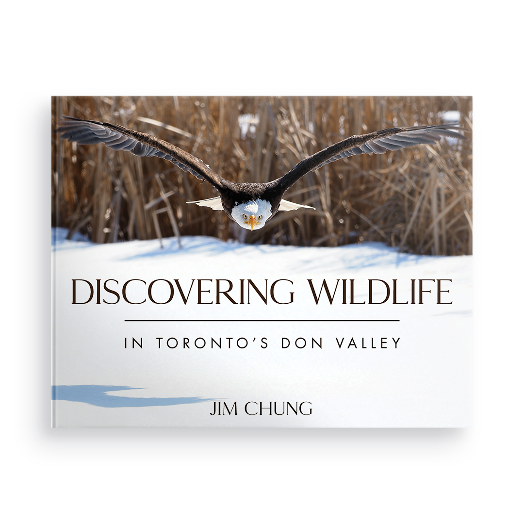 Discovering Wildlife in Toronto's Don Valley