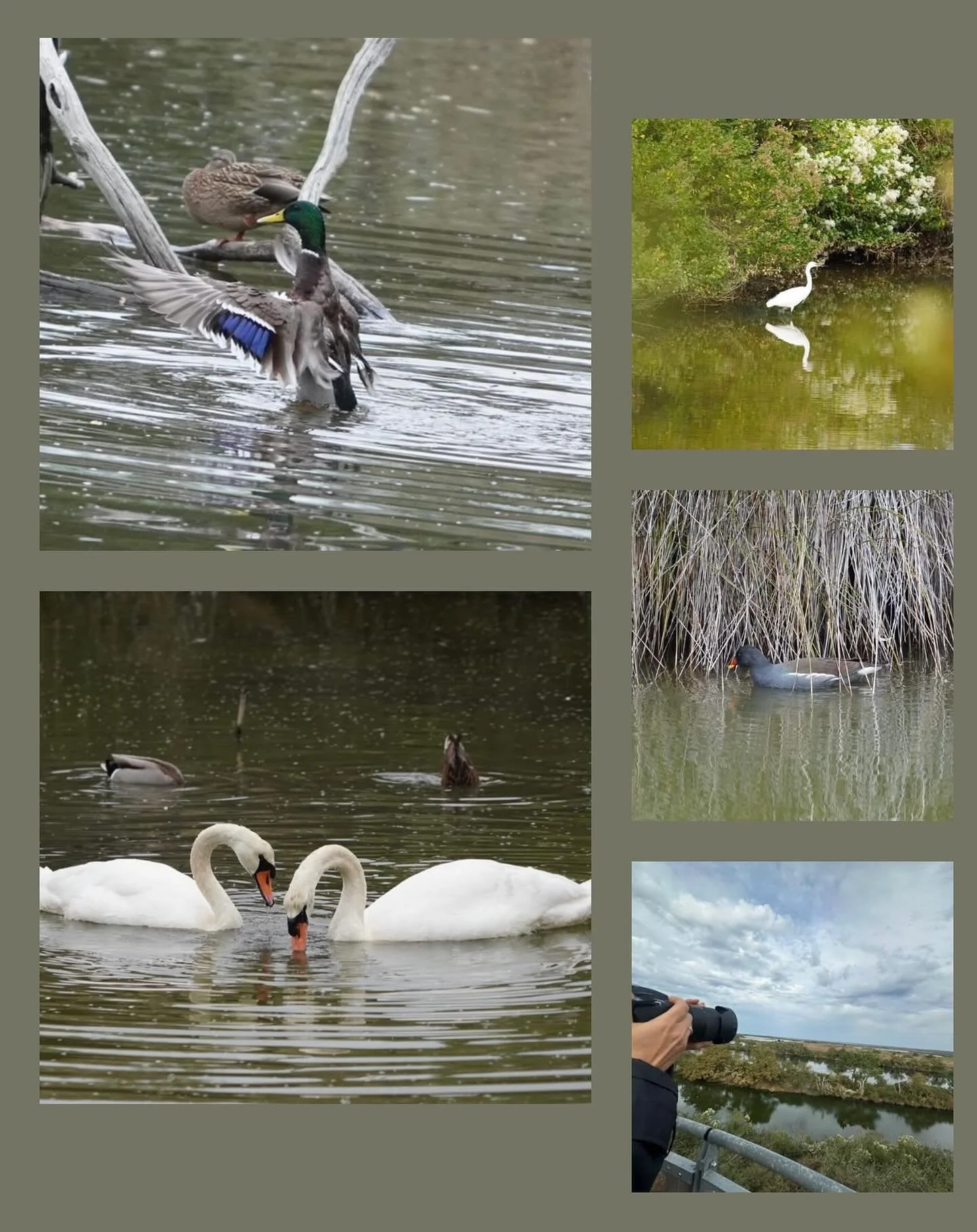 Petit avant go&ucirc;t des photos &agrave; venir 📸 suite &agrave; notre sortie &agrave; la r&eacute;serve ornithologique du Teich 🦆🦢🪶🐦&zwj;⬛
Nous avons pass&eacute; un agr&eacute;able moment dans la bonne humeur et la convivialit&eacute; 😊. 
En