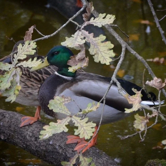 Canard par @instinctif_talence