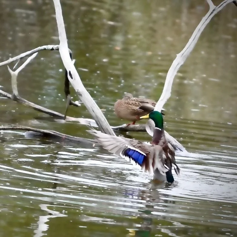 &Eacute;tirements d&rsquo;un anas platyrhynchos &agrave; la r&eacute;serve ornithologique du Teich par @auxdelicesdalex33