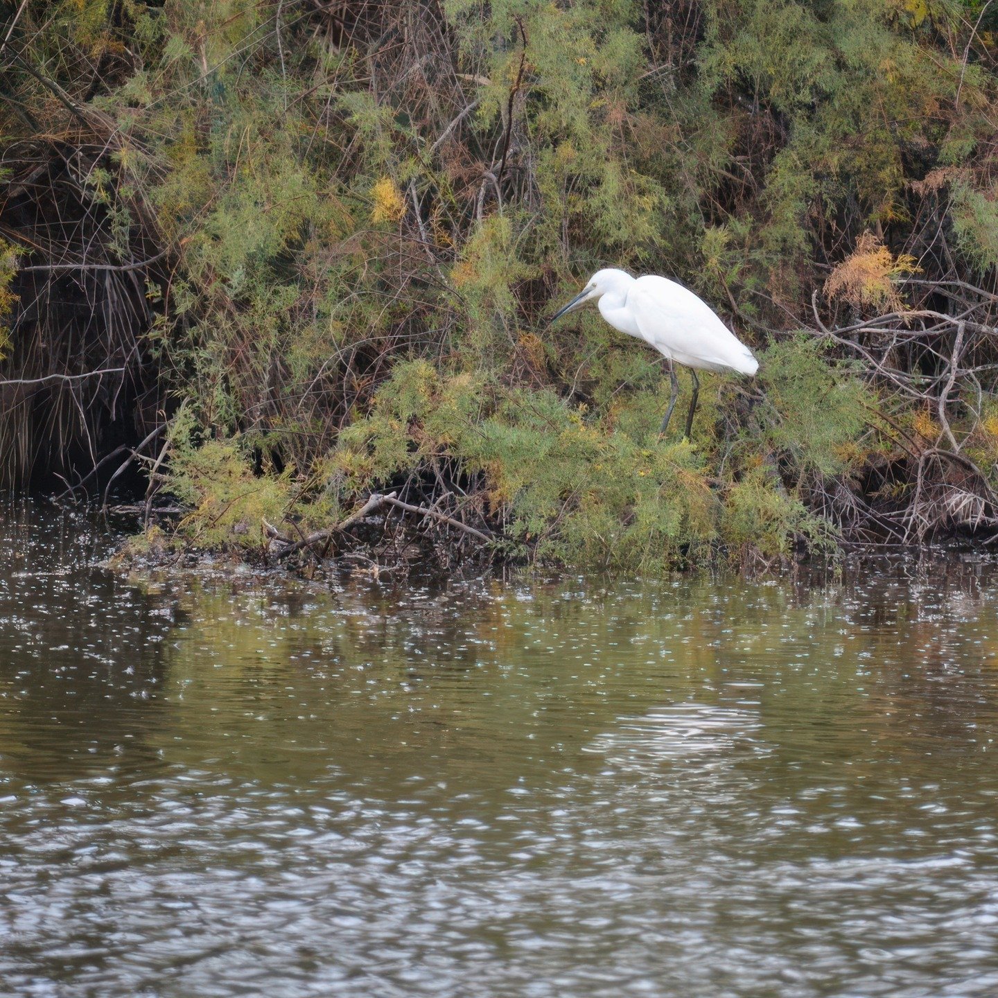 Aigrette du Teich par 📸 @instinctif_talence
