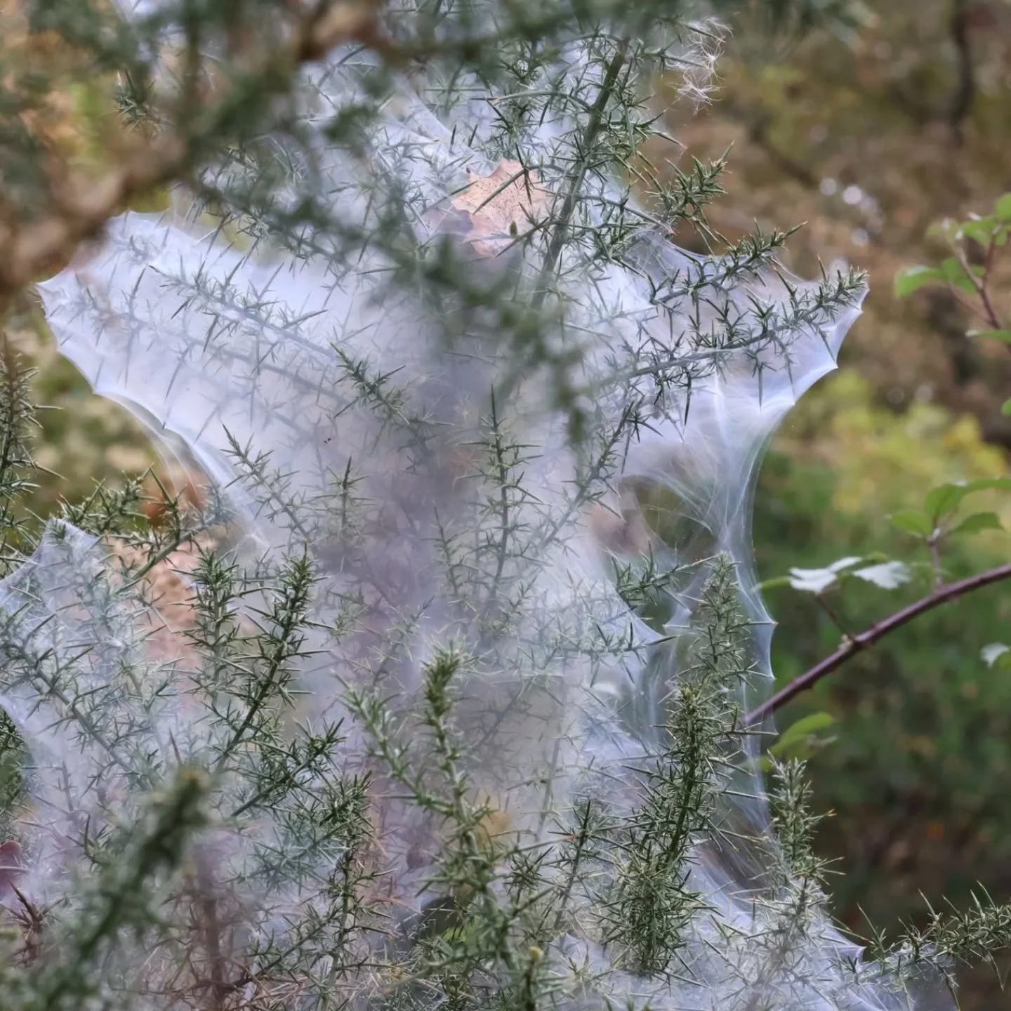 Protection des piquants, mode activ&eacute;! 📷1, T&rsquo;es o&ugrave; ?📷2, Survivre 📷3 puis photographe en train de prendre des photos 📷 4&amp;5 par @cricrilajo