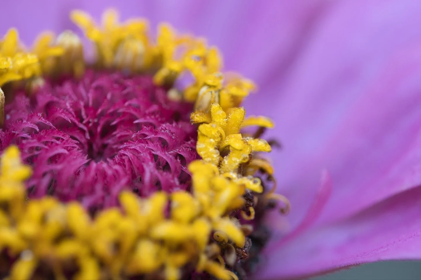 Premier essai en macro photographie 🌸🌻dans mon jardin ce matin 👒🧑&zwj;🌾🏡 par @freddyfsnow