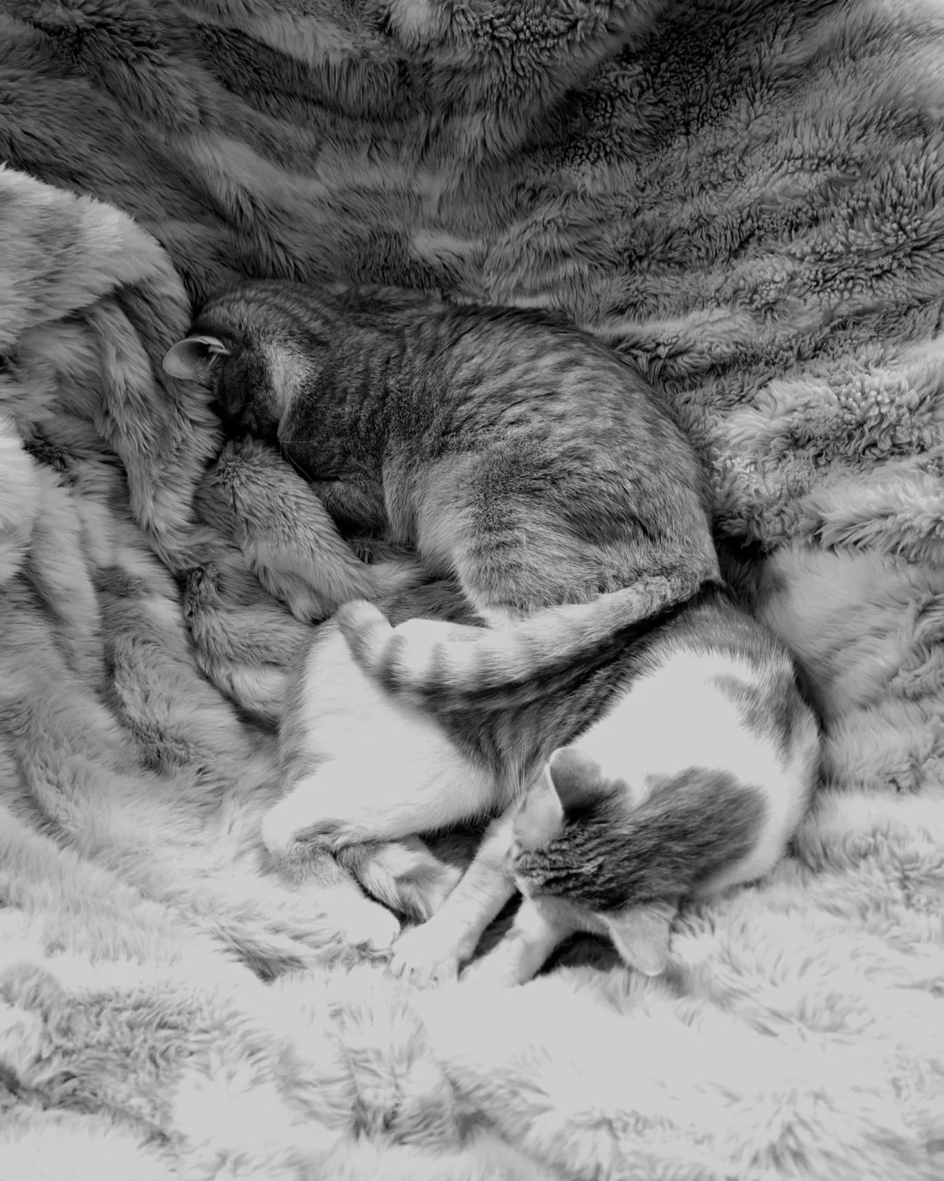 🐈 Repos dominical 🐈 - 📸 par @benstreet.raw