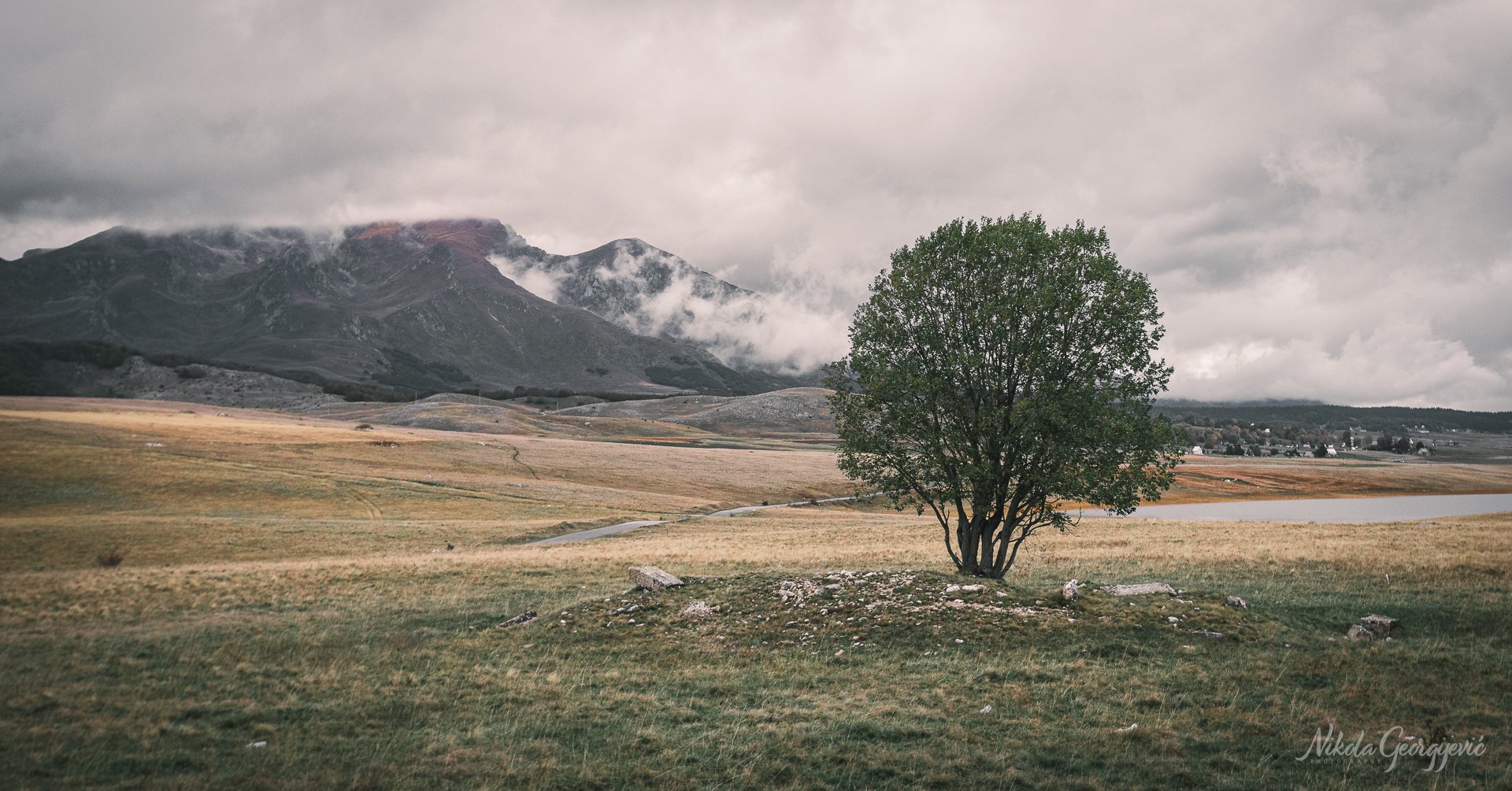 Lone tree