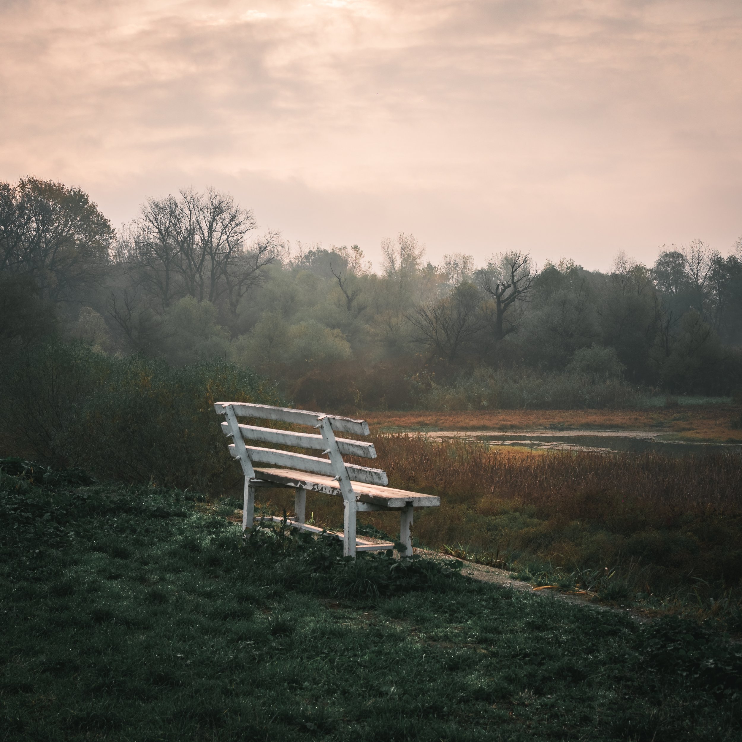 Bench in the swamp