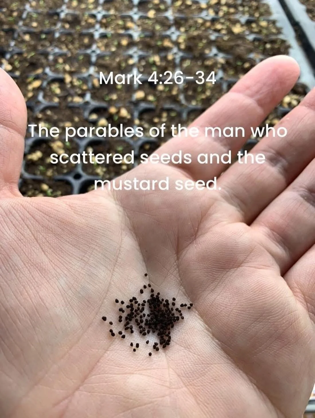 Today was the first time in a long time I had done a reflection on the daily readings, and I loved the connection to my life. 

In the parable of the man who scattered seeds I am reminded that I can water and tend to the seed, but it is God who allow
