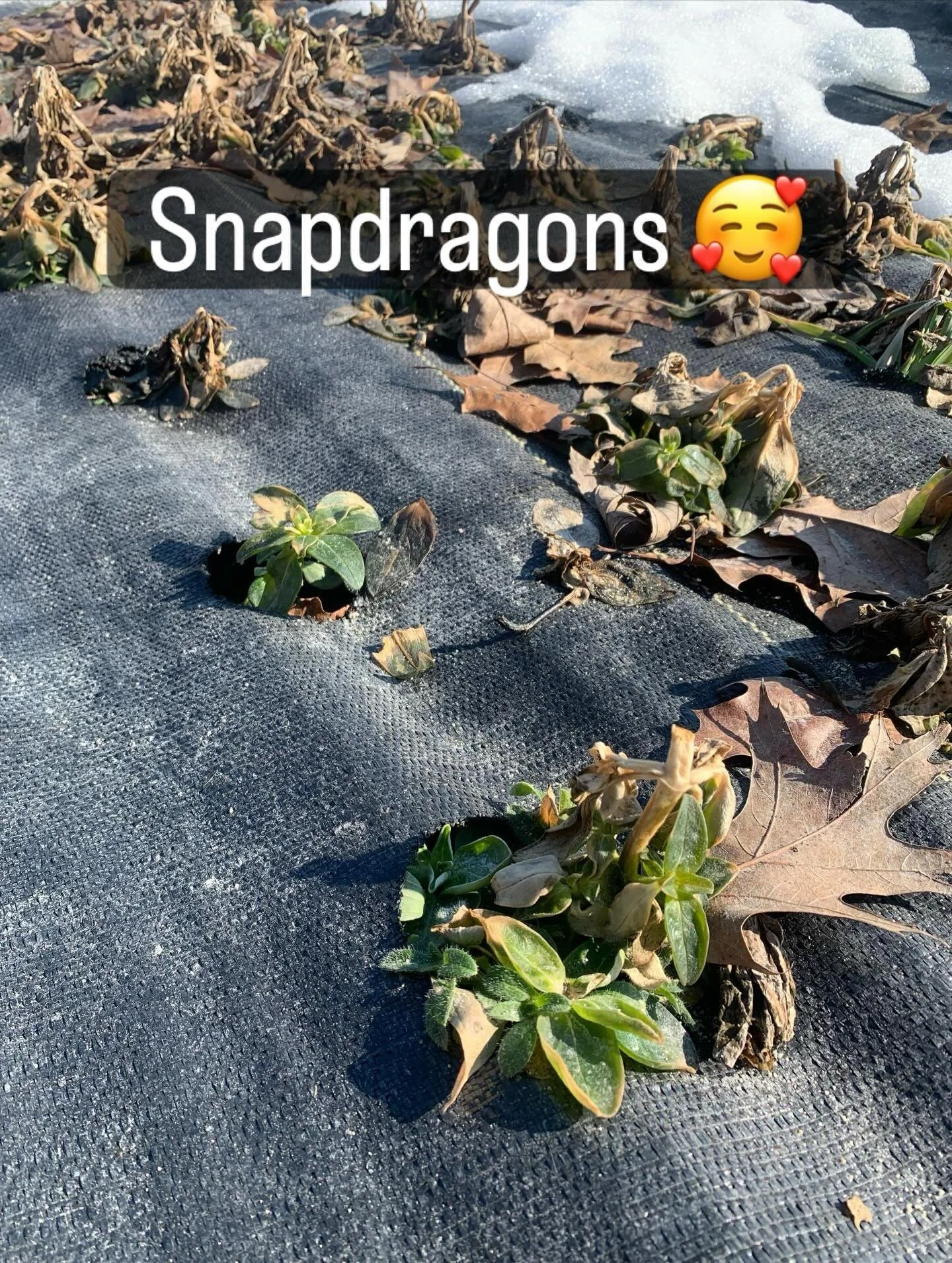 What you see as brown mush, I see my cold hardy winter annuals that have hopefully survived this harsh Indiana winter. 🤞 And this means flowers even sooner this year! 🎊🥳🎉