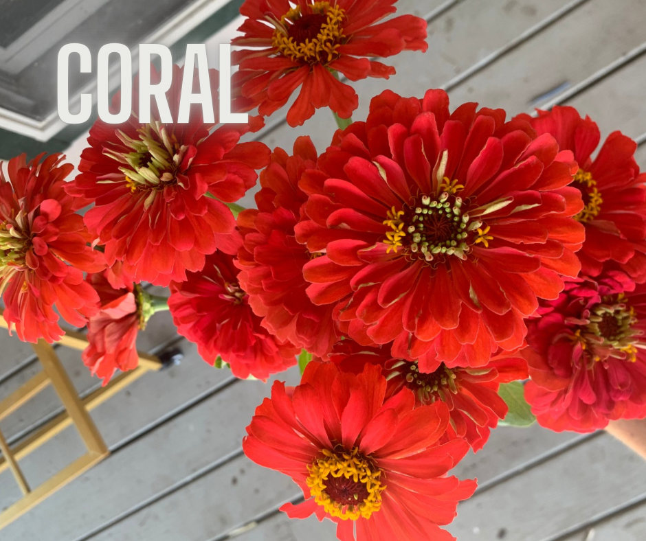 Copy of Copy of coral.png