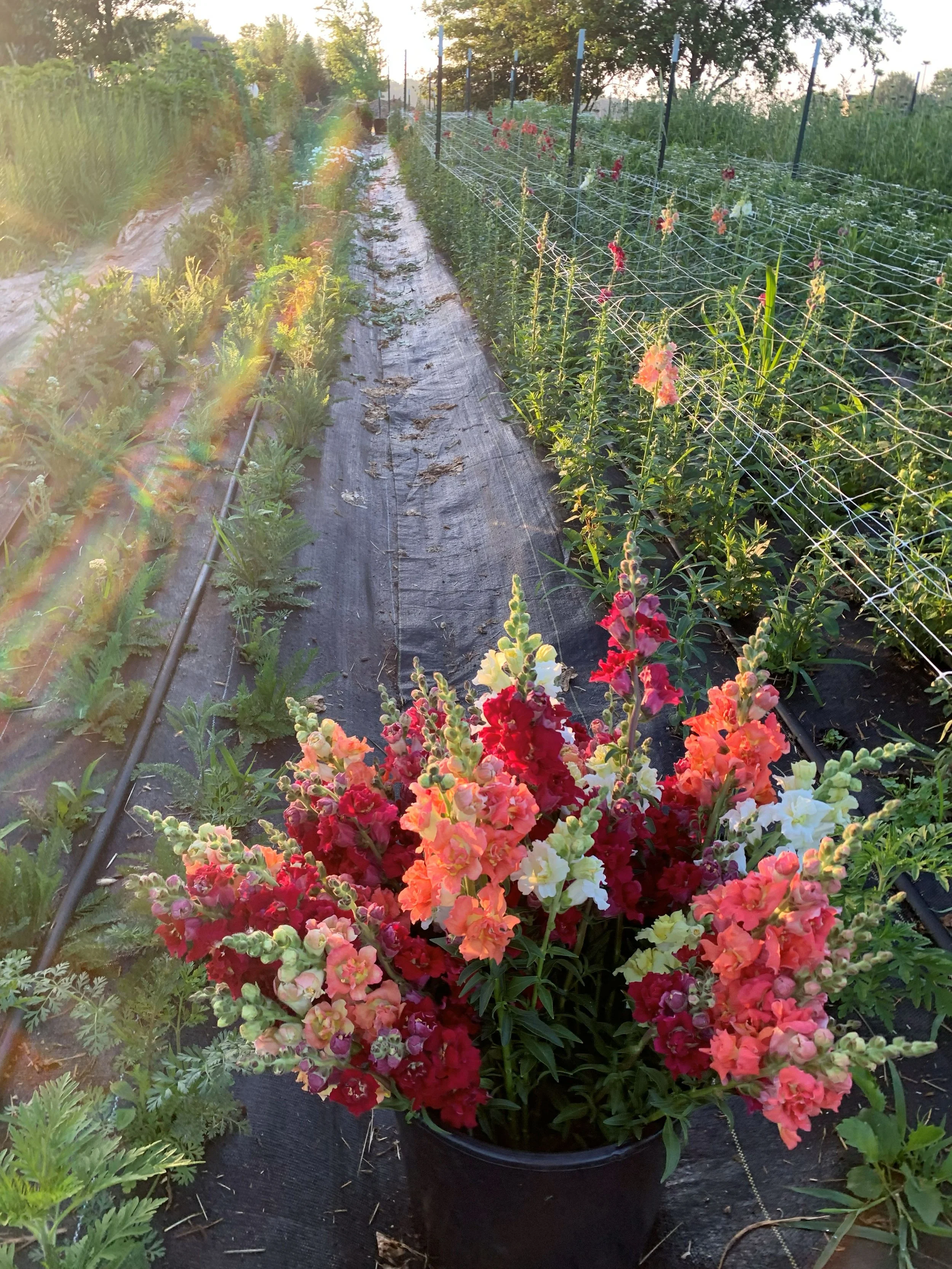 Cut Flower Garden Kits - Summer Annuals 2