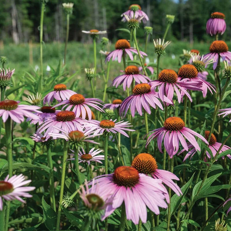 00842_01_purple_echinacea.jpg