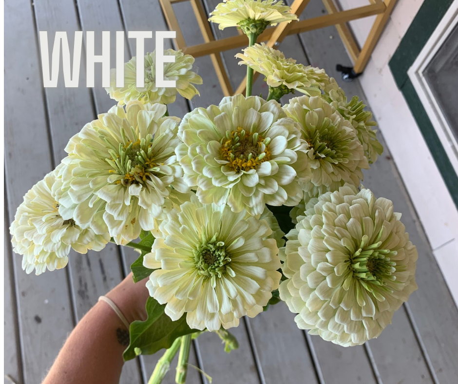 Copy of Copy of Copy of coral.png