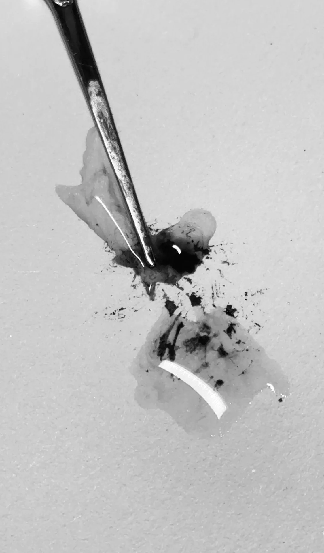 Part II — Florals, Flourishes & Forms (February 11, 2026)