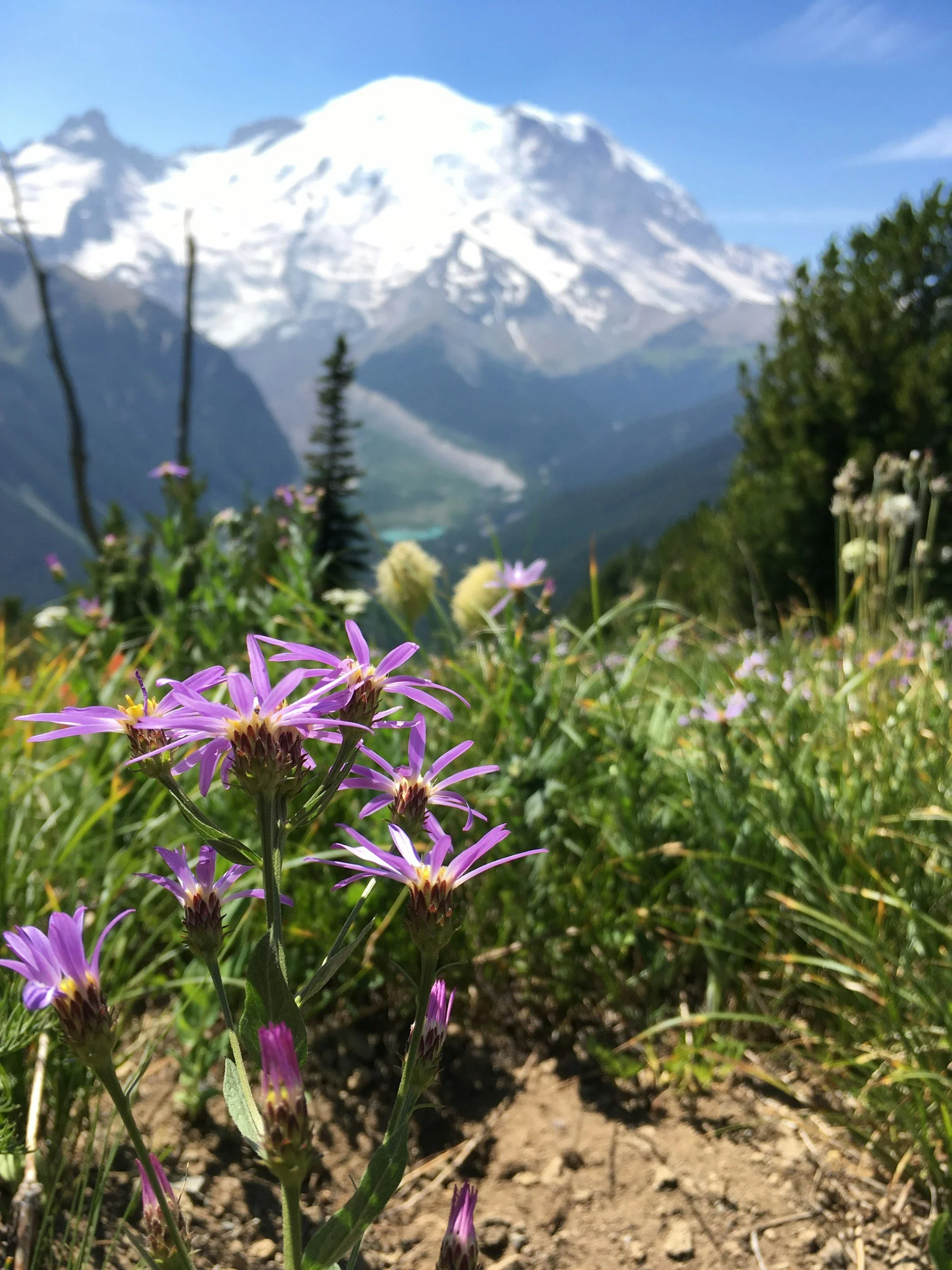 Washington anxiety therapy