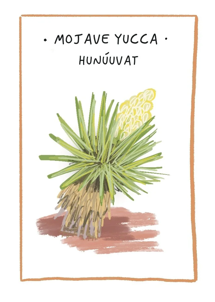 Mojave_Yucca.jpg