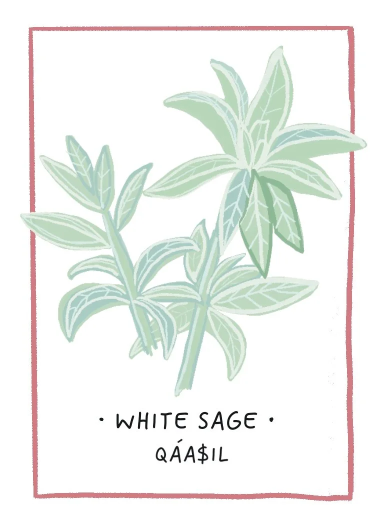 White_Sage.jpg