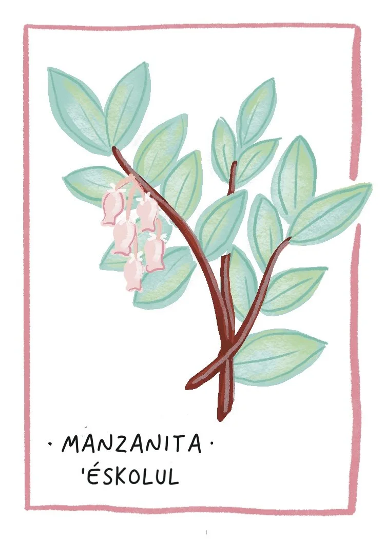 Manzanita.jpg
