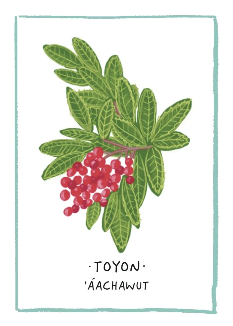 Toyon.jpg