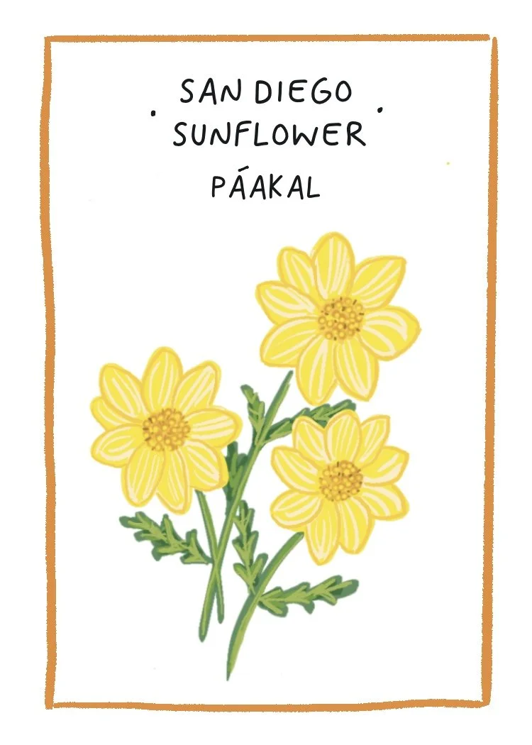 San_Diego_Sunflower.jpg