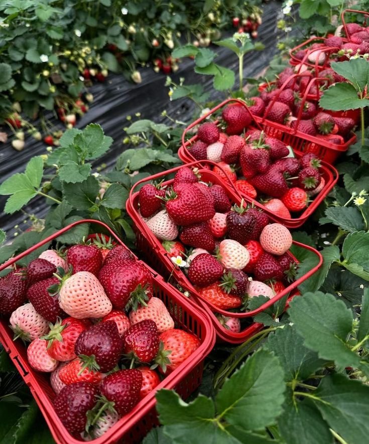 Ripe and unripe strawberries in red baskets on strawberry plants.