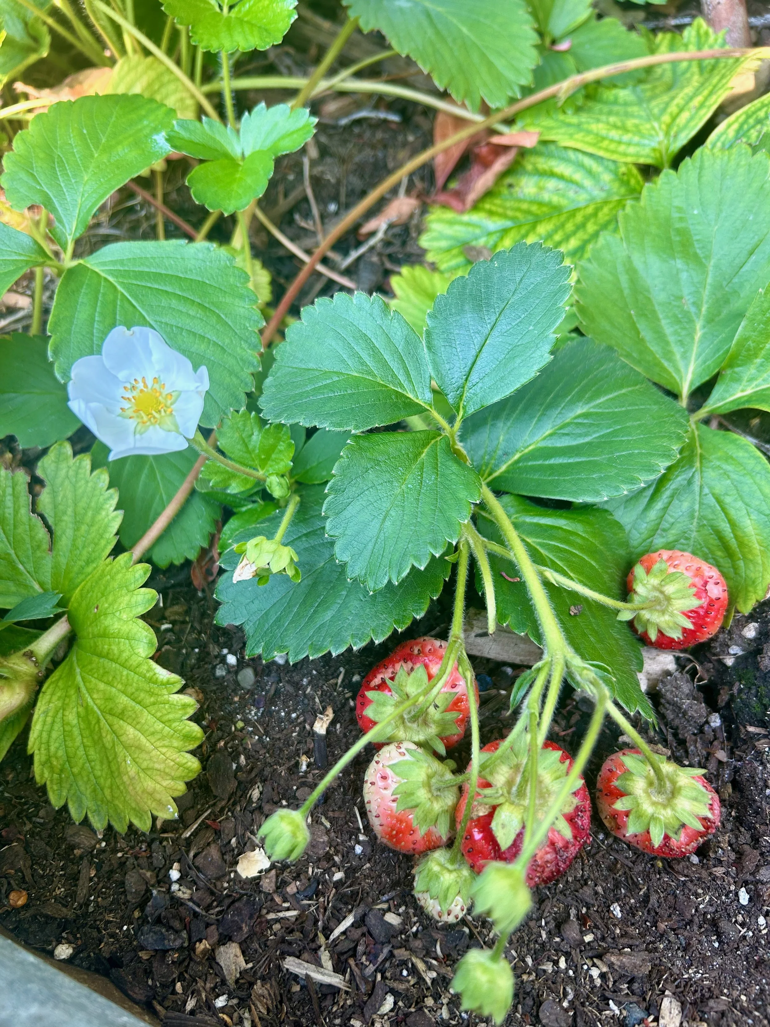 Cultivating Abundance in My Garden and in My Work