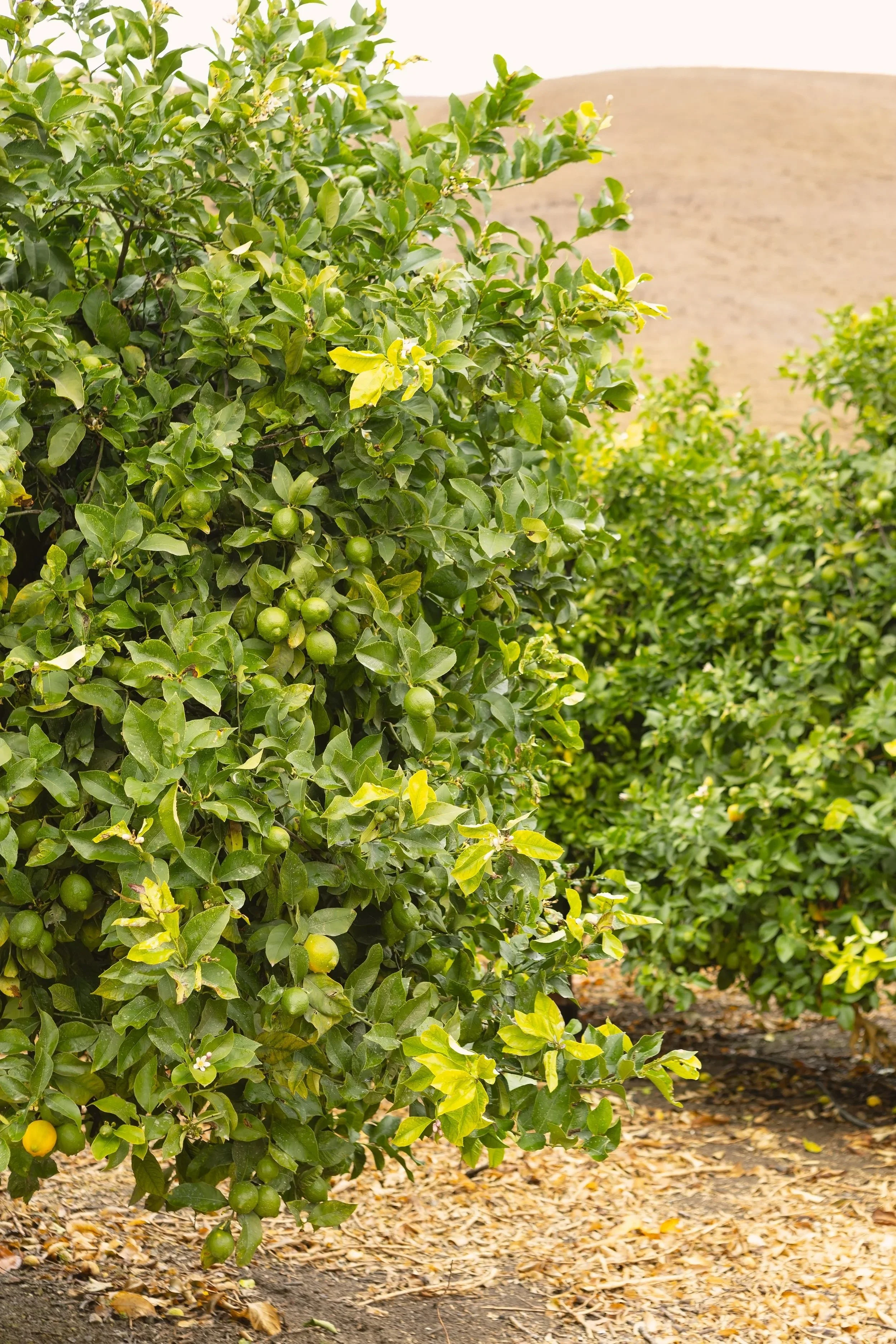 Orchards on the way to Lopez Lake 