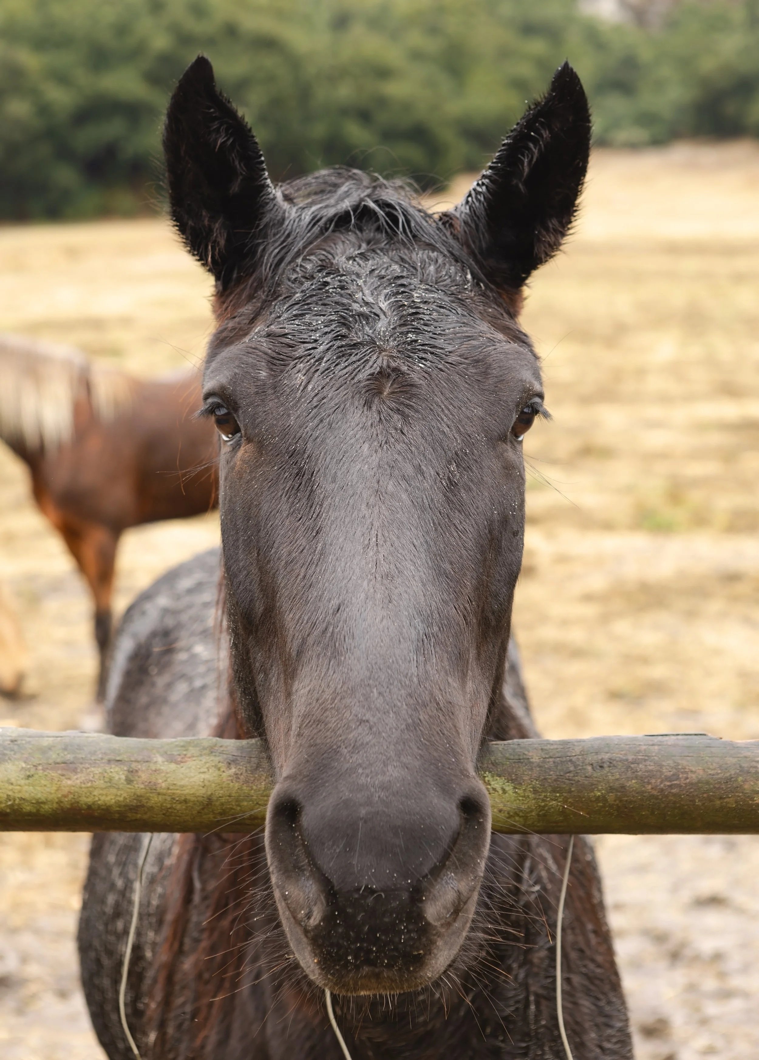 Backroad Friend in Arroyo Grande 