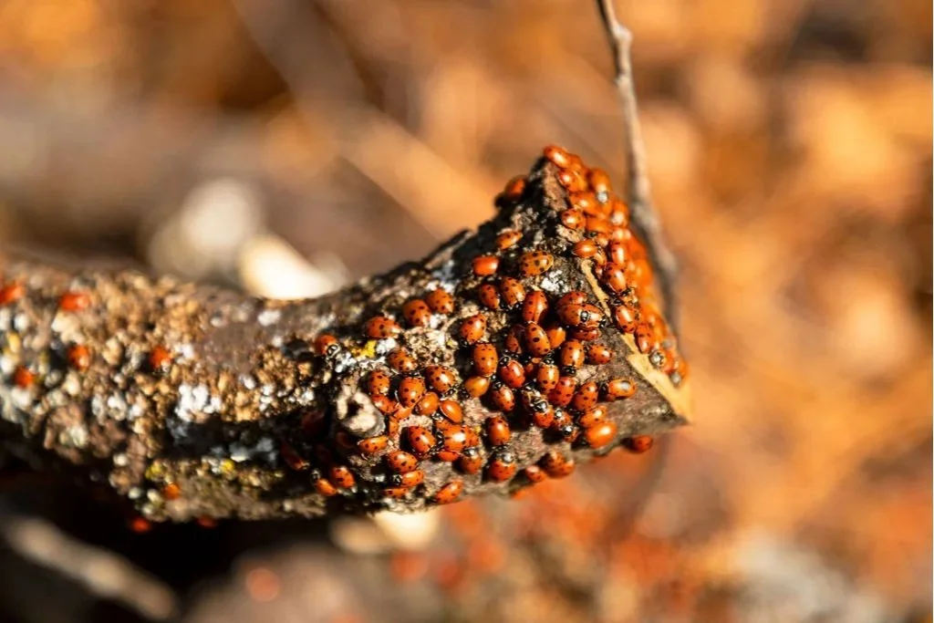 Lady Bugs in Yosemite Valley 
