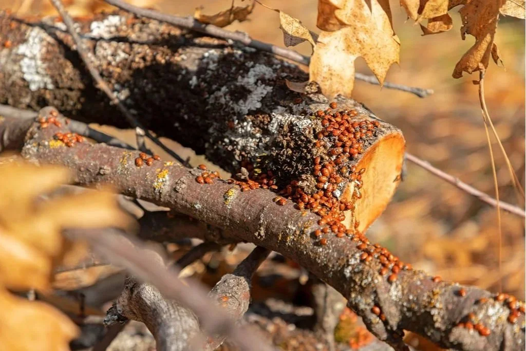 Lady Bugs in Yosemite Valley 