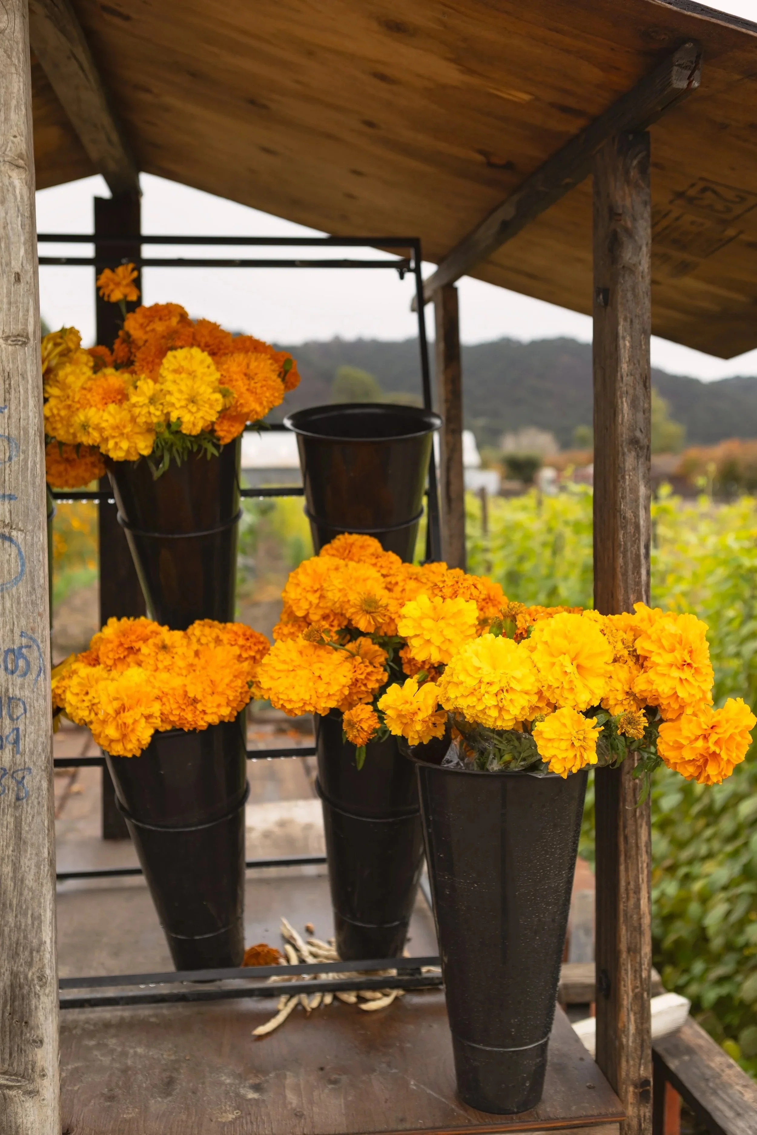 Flowers in Arroyo Grande 