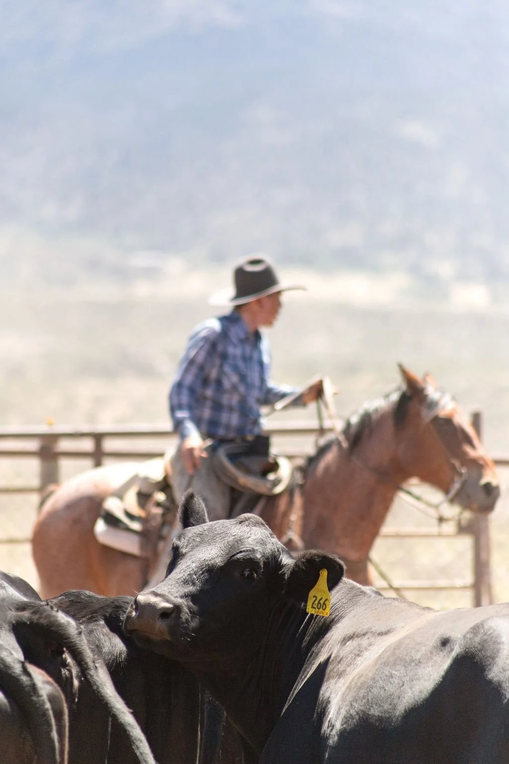 Sorting Cattle in Arizona June 2024 