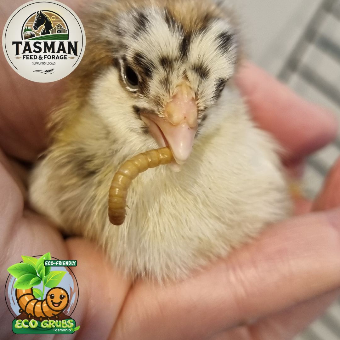 Live Mealworms Tasmania