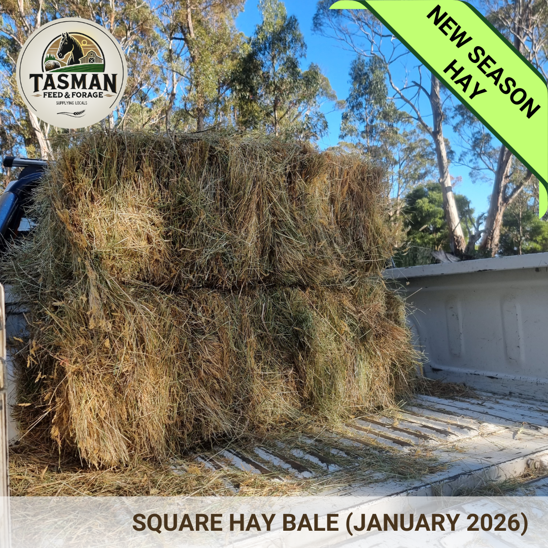 Hay square bales cut  January 2026