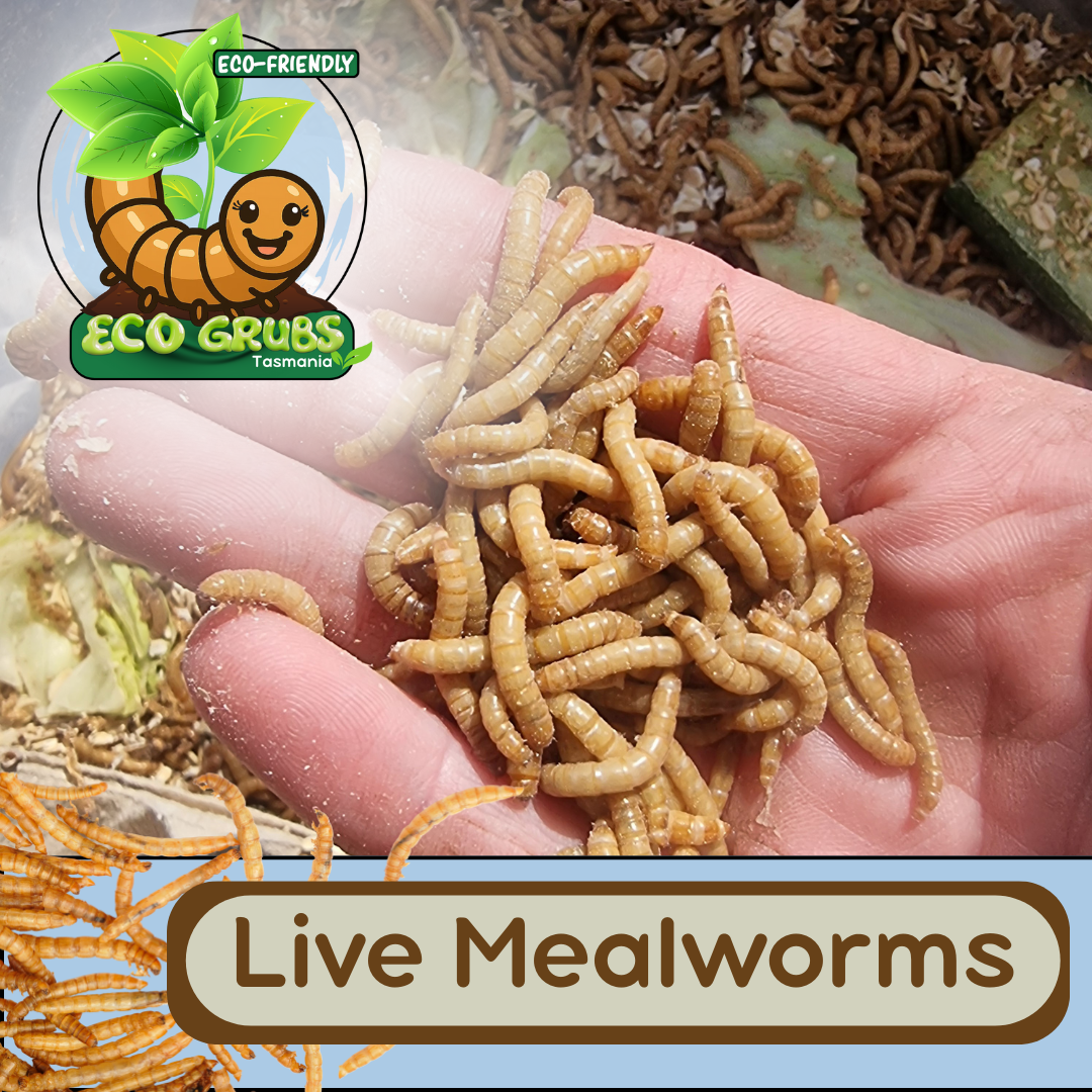 ECO Grubs - Live Mealworms🐛