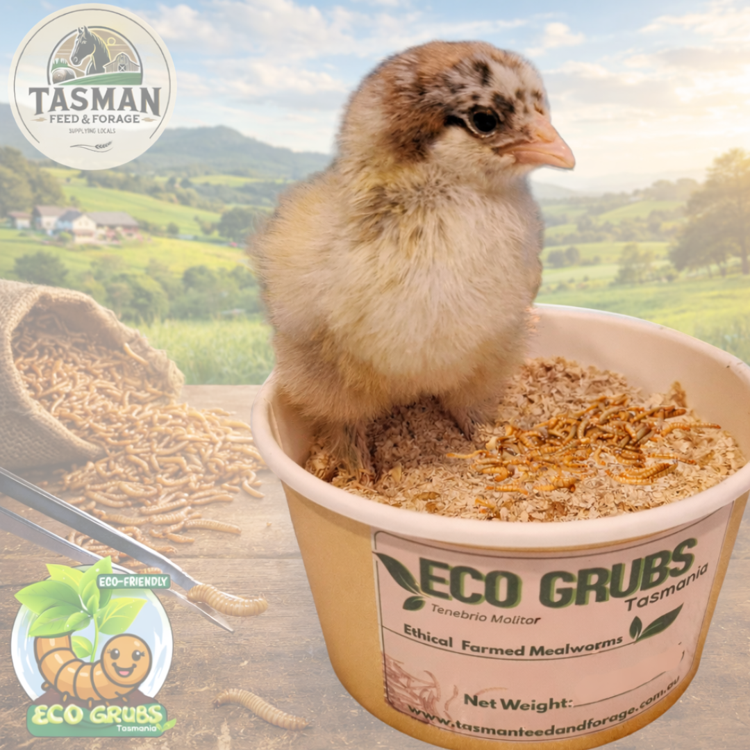Eco Grubs Live mealworms Tasmania