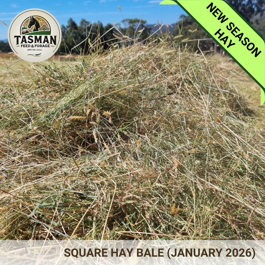 Hay square bales cut  January 2026