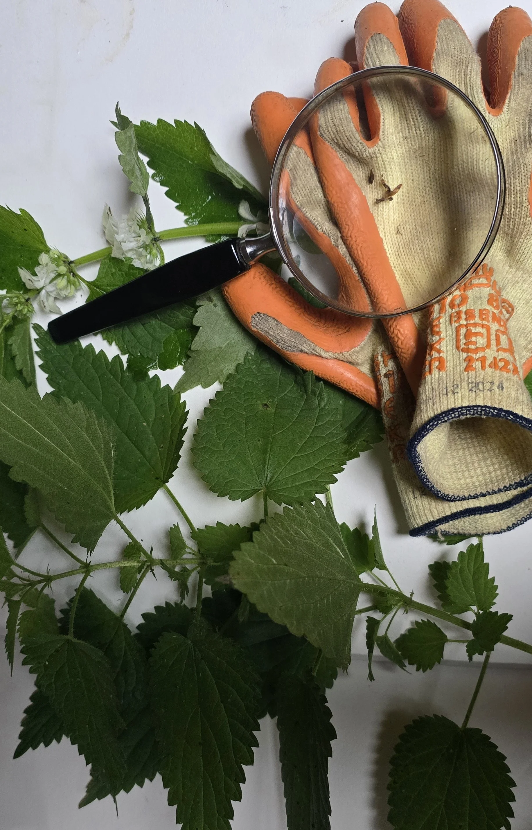 foraging group, foraging suffolk, learn to forage, foraging beccles,